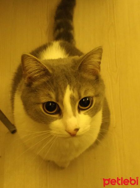 Tekir Kedi, Kedi  Duman fotoğrafı