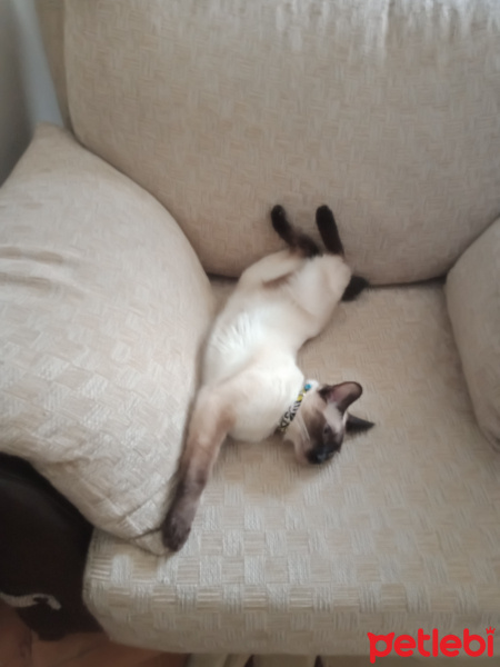 Siyam Kedisi, Kedi  Hera fotoğrafı