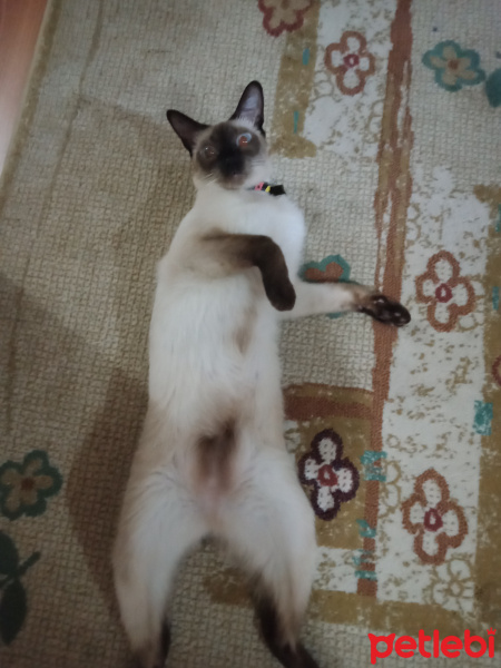 Siyam Kedisi, Kedi  Hera fotoğrafı