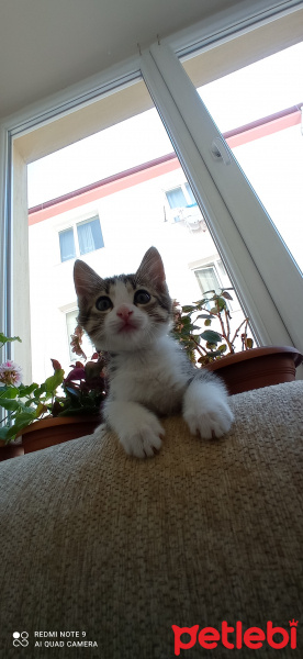 Tekir Kedi, Kedi  Ceku fotoğrafı