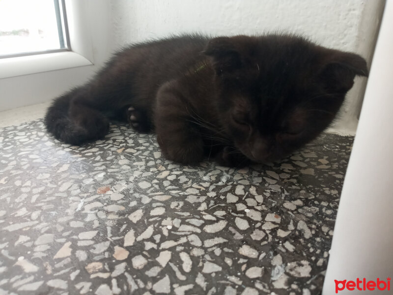 Scottish Fold, Kedi  Gümüş fotoğrafı