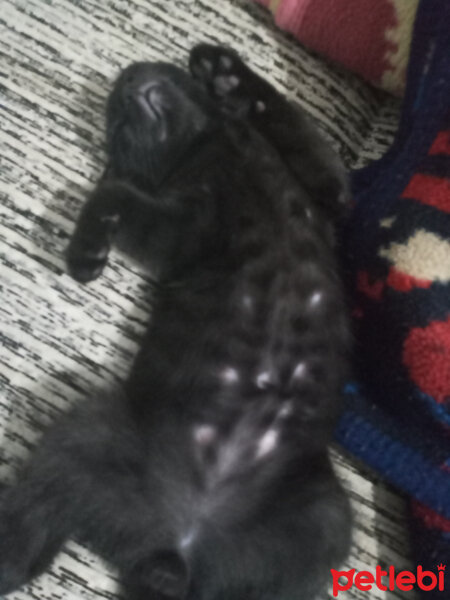 Scottish Fold, Kedi  Gümüş fotoğrafı