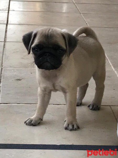 Pug, Köpek  ALF fotoğrafı