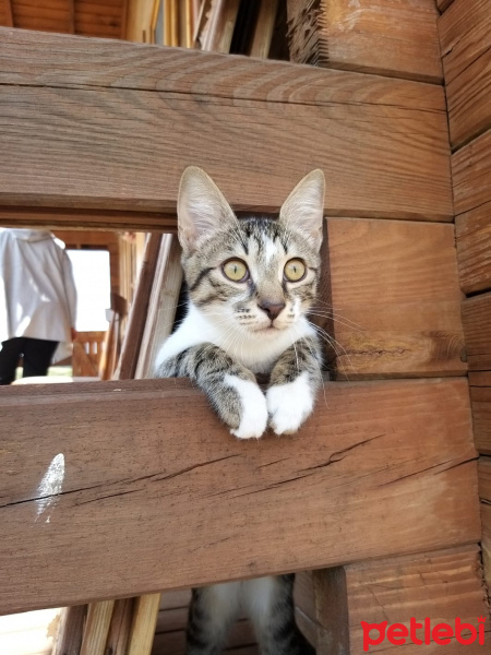 Tekir Kedi, Kedi  Kiki fotoğrafı