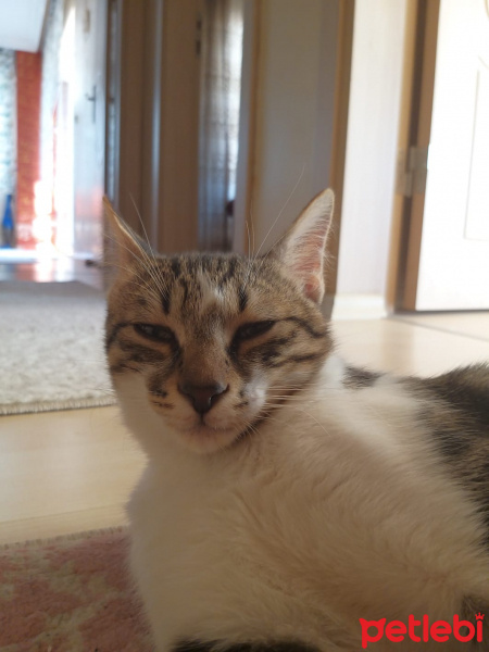 Tekir Kedi, Kedi  Kiki fotoğrafı