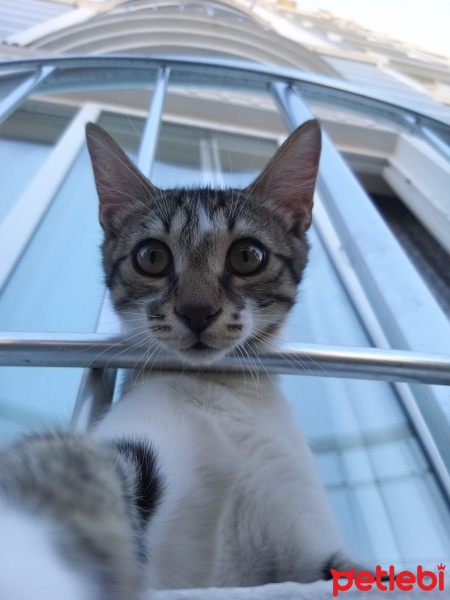 Tekir Kedi, Kedi  Kiki fotoğrafı