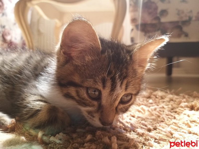 Tekir Kedi, Kedi  Kiki fotoğrafı