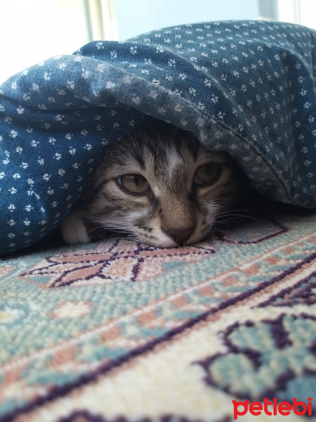 Tekir Kedi, Kedi  Kiki fotoğrafı