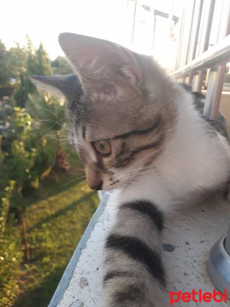 Tekir Kedi, Kedi  Kiki fotoğrafı