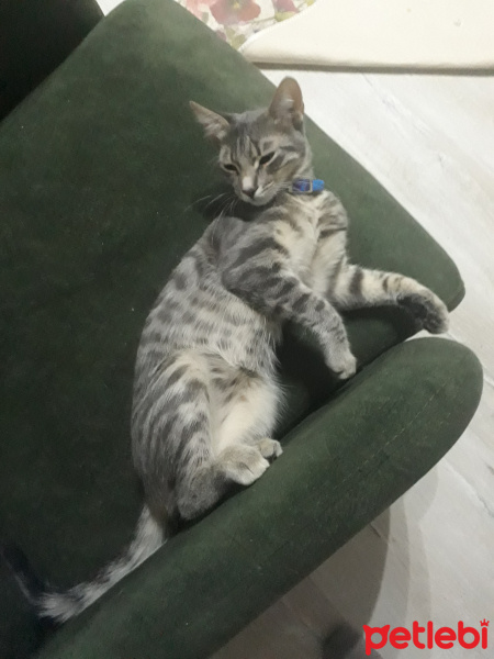 Tekir Kedi, Kedi  Hera fotoğrafı