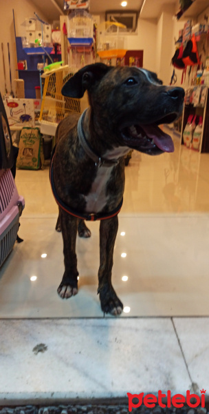 Amerikan Pitbull Terrier, Köpek  Tyson fotoğrafı