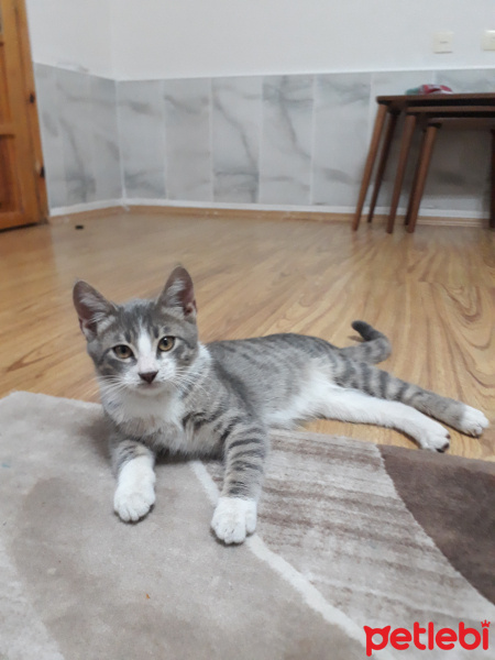 Tekir Kedi, Kedi  Gümüş fotoğrafı