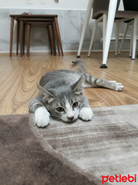 Tekir Kedi, Kedi  Gümüş fotoğrafı