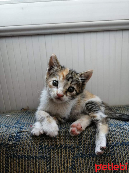Tekir Kedi, Kedi  Hera fotoğrafı