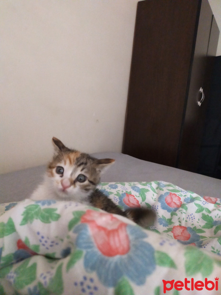 Tekir Kedi, Kedi  Hera fotoğrafı
