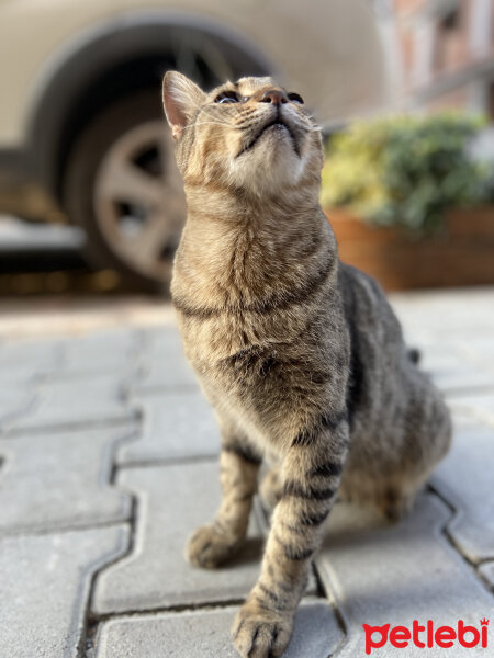 Tekir Kedi, Kedi  Blanc fotoğrafı