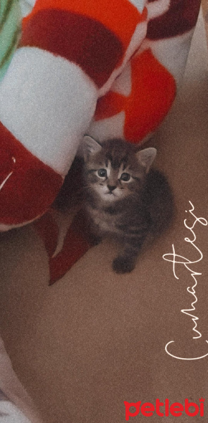 Tekir Kedi, Kedi  Toprak fotoğrafı