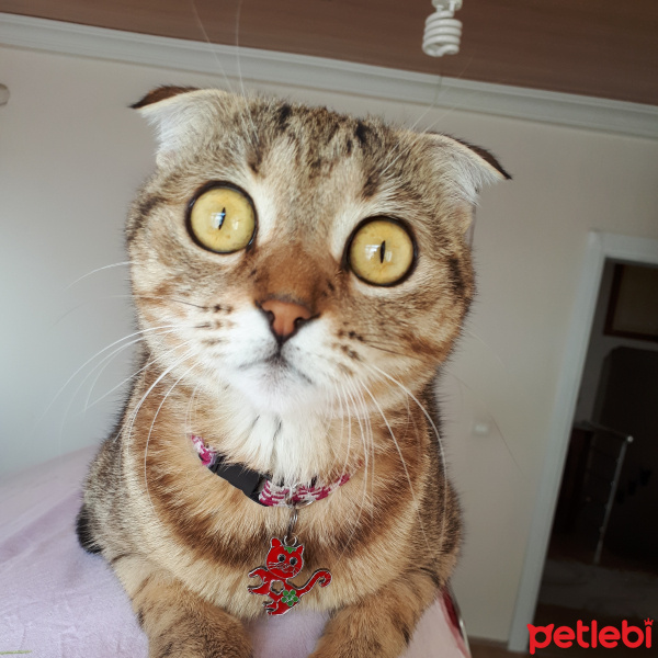 Scottish Fold, Kedi  Şeker fotoğrafı