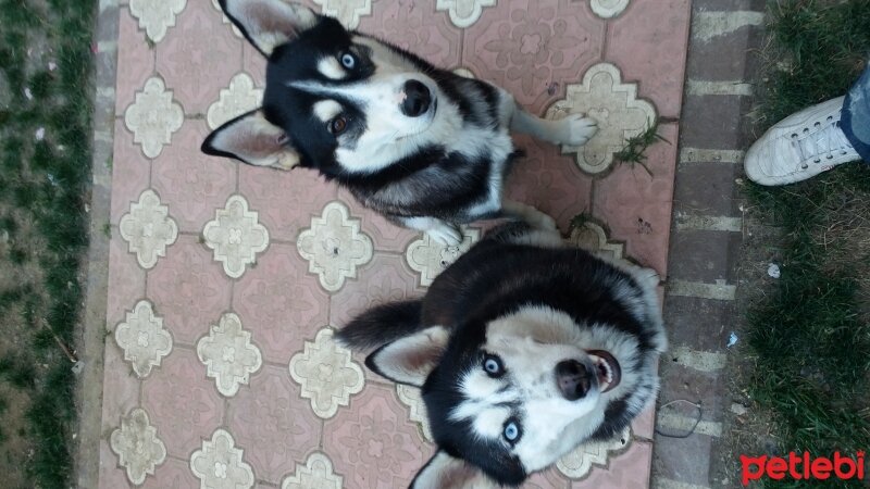 Sibirya Kurdu (Husky), Köpek  Buz ve Hera fotoğrafı