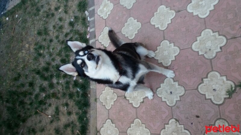 Sibirya Kurdu (Husky), Köpek  Buz ve Hera fotoğrafı