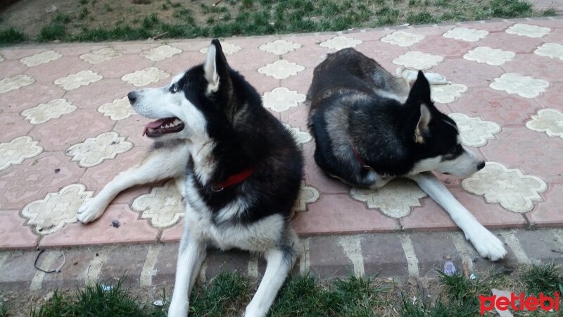 Sibirya Kurdu (Husky), Köpek  Buz ve Hera fotoğrafı