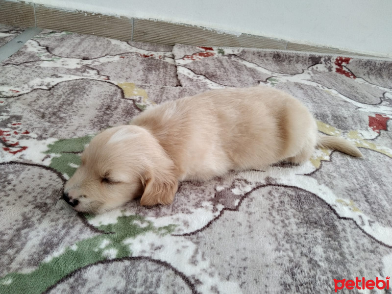 Golden Retriever, Köpek  Altın fotoğrafı