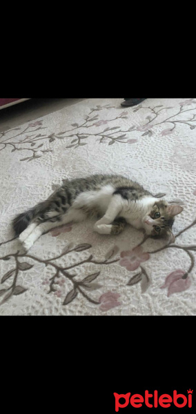 Tekir Kedi, Kedi  Boncuk fotoğrafı