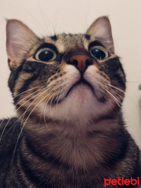 Tekir Kedi, Kedi  Çamur fotoğrafı