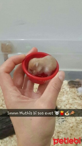 Hamster, Kemirgen  leblebi  fotoğrafı