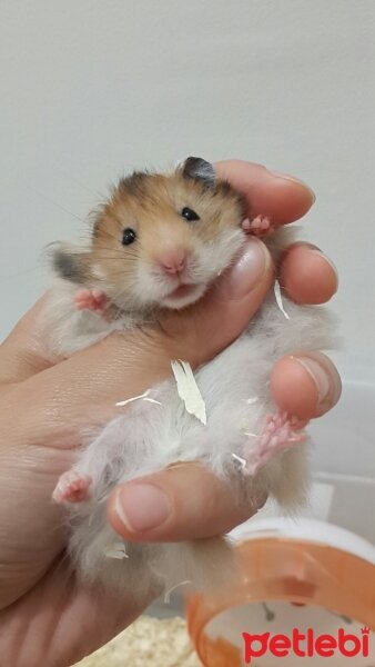 Hamster, Kemirgen  leblebi  fotoğrafı