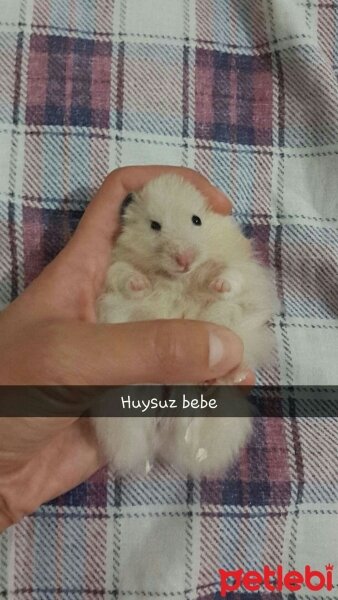 Hamster, Kemirgen  leblebi  fotoğrafı