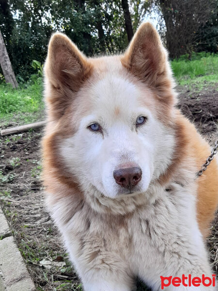 Sibirya Kurdu (Husky), Köpek  Hera fotoğrafı