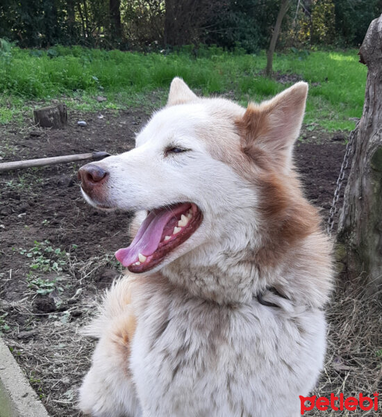 Sibirya Kurdu (Husky), Köpek  Hera fotoğrafı