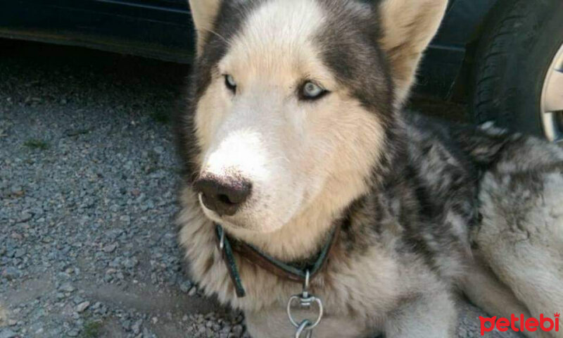 Sibirya Kurdu (Husky), Köpek  Bella fotoğrafı