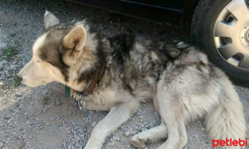 Sibirya Kurdu (Husky), Köpek  Bella fotoğrafı