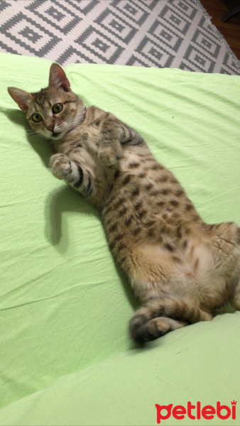 Tekir Kedi, Kedi  Leo fotoğrafı