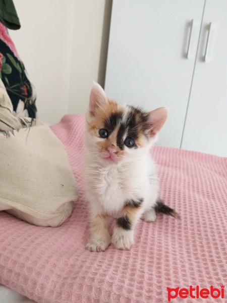 Tekir Kedi, Kedi  Susam fotoğrafı