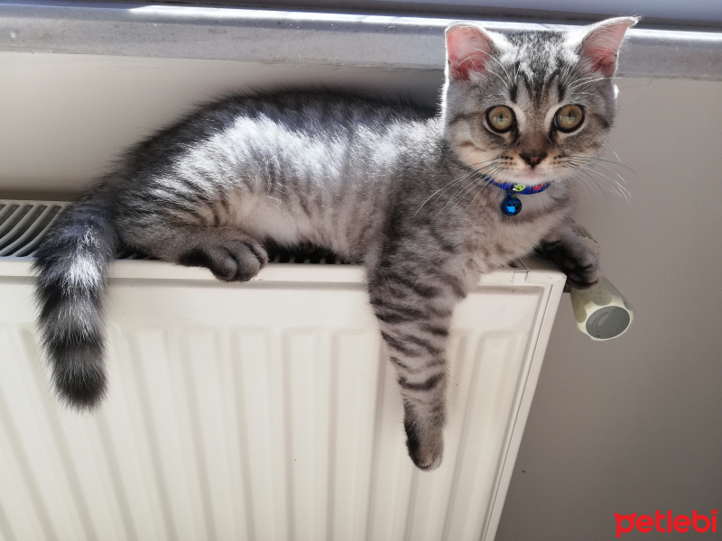 Scottish Fold, Kedi  Yeti fotoğrafı