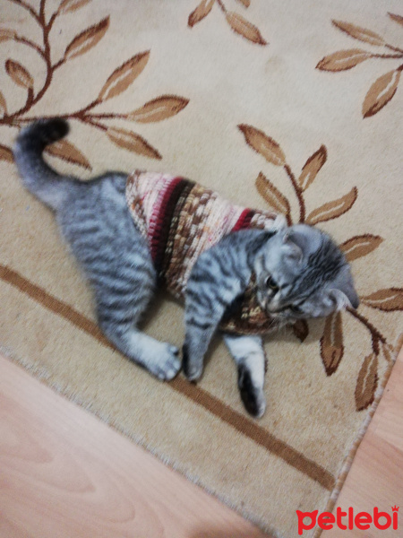 Scottish Fold, Kedi  Yeti fotoğrafı