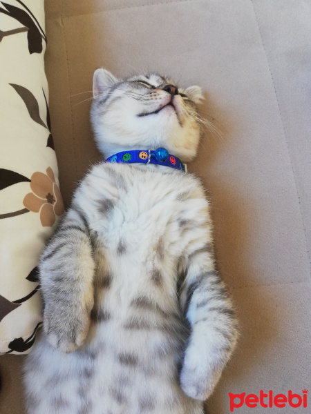 Scottish Fold, Kedi  Yeti fotoğrafı