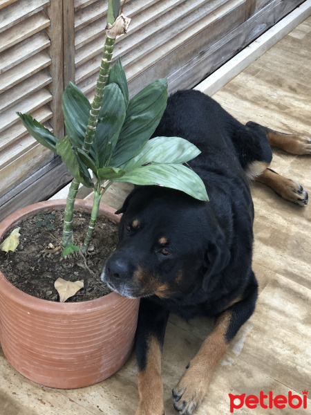 Rottweiler, Köpek  Black fotoğrafı