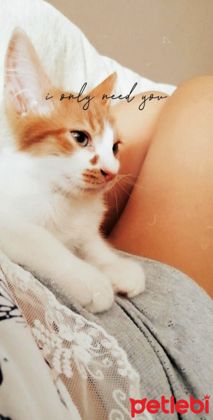 Sarman, Kedi  Şans fotoğrafı