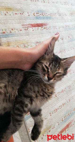 Tekir Kedi, Kedi  luna fotoğrafı