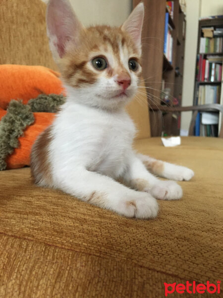 Sarman, Kedi  Tarçın fotoğrafı