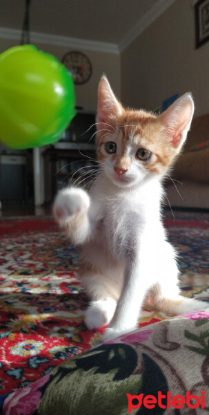 Sarman, Kedi  Tarçın fotoğrafı