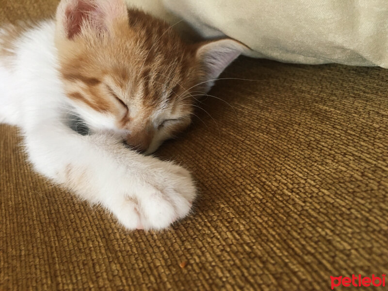 Sarman, Kedi  Tarçın fotoğrafı