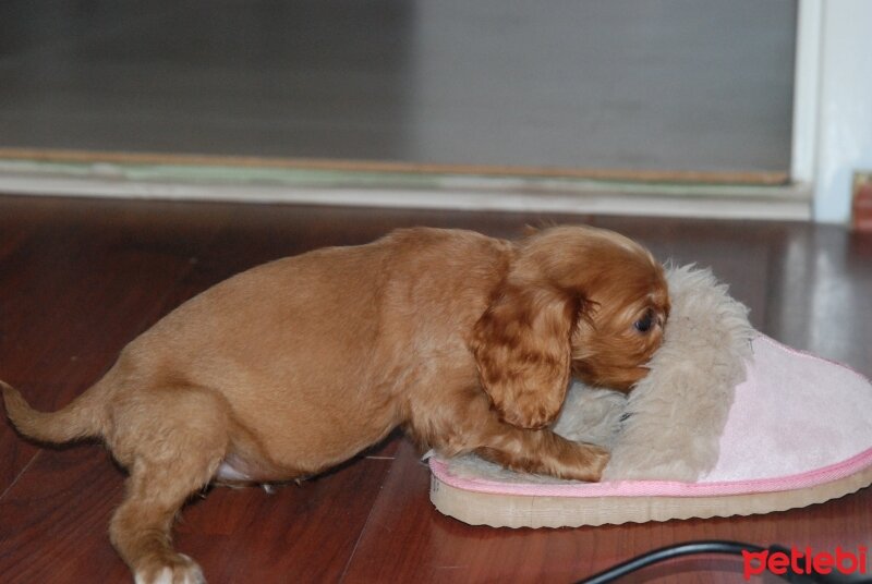 İngiliz Cocker Spaniel, Köpek  mimi fotoğrafı