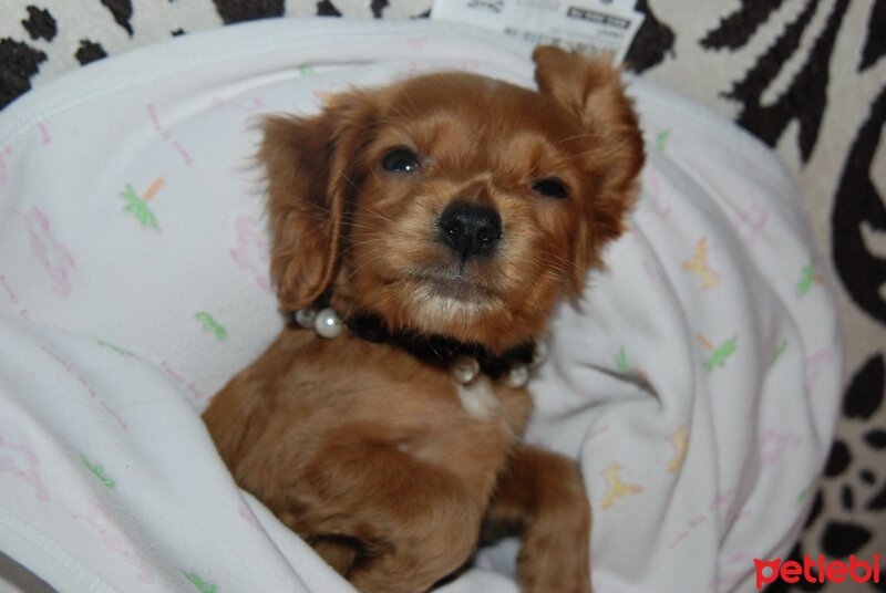 İngiliz Cocker Spaniel, Köpek  mimi fotoğrafı