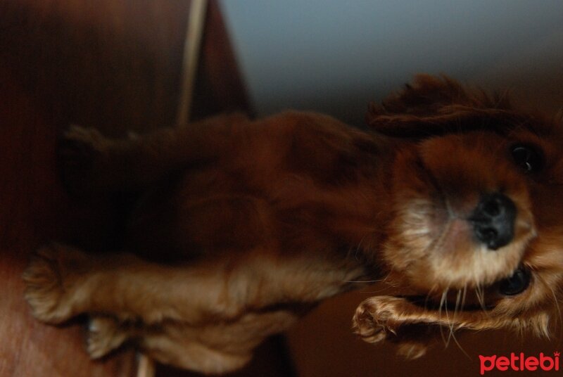 İngiliz Cocker Spaniel, Köpek  mimi fotoğrafı