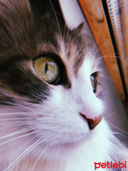 Norwegian Forest, Kedi  Şirine fotoğrafı